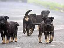 В Воронеже на отлов собак потратят больше 10 млн. рублей