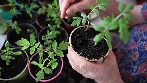 Дачникам объяснили, где дешево брать хорошие семена для рассады