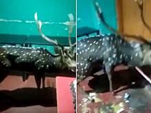 Олень, не дождавшись угощений, устроил погром в индийском отеле