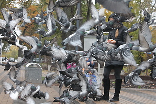 Рестораны для птиц открылись в парке Химок