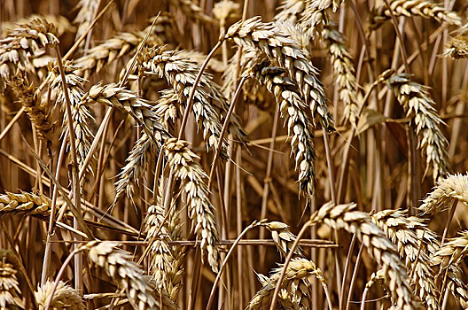 Новосибирские ученые добавят цинк в пшеницу