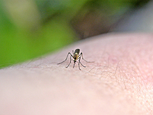 Названа самая привлекательная группа крови для комаров