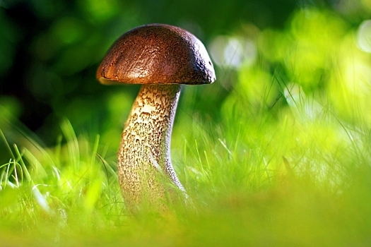 С какого возраста детям можно есть грибы и почему