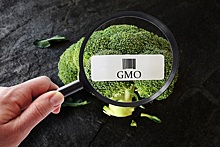 На Украине приняли в первом чтении законопроект о ГМО