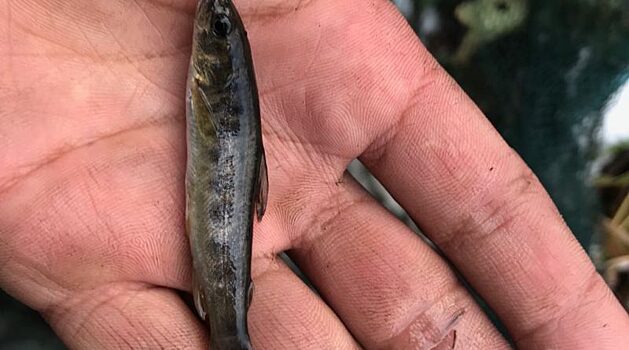 Впервые за полвека: в башкирском заповеднике выловили форель