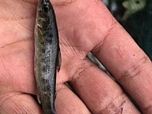 Впервые за полвека: в башкирском заповеднике выловили форель