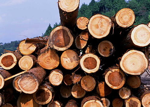 Экспорт леса и лесоматериалов из Сибири за год вырос на 22% до $2,7 млрд
