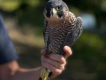В природу Тамбовщины выпустили трех краснокнижных сапсанов