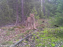 Фотоловушка поймала рысь в Нижегородской области