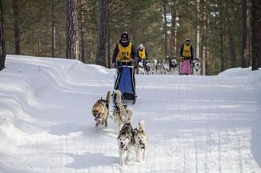 В Сургуте прошли соревнования по зимним ездовым видам спорта
