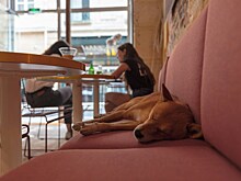 Госдума рассмотрит закон о запрете собак в кафе и магазинах