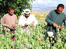 При талибах выросло производство афганского опиума