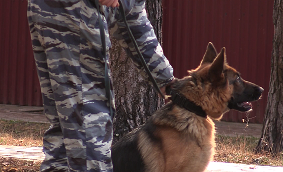 Аттестация служебных собак из разных городов Подмосковья проходит в Дубне