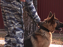 Аттестация служебных собак из разных городов Подмосковья проходит в Дубне