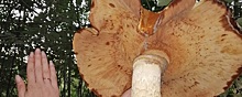 Грибники из Петербурга обнаружили в лесах Ленобласти гигантские несъедобные грибы