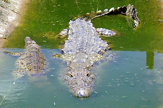 Женщину с младенцем бросили на съедение крокодилу