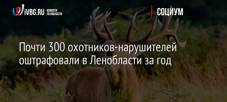 Почти 300 охотников-нарушителей оштрафовали в Ленобласти за год