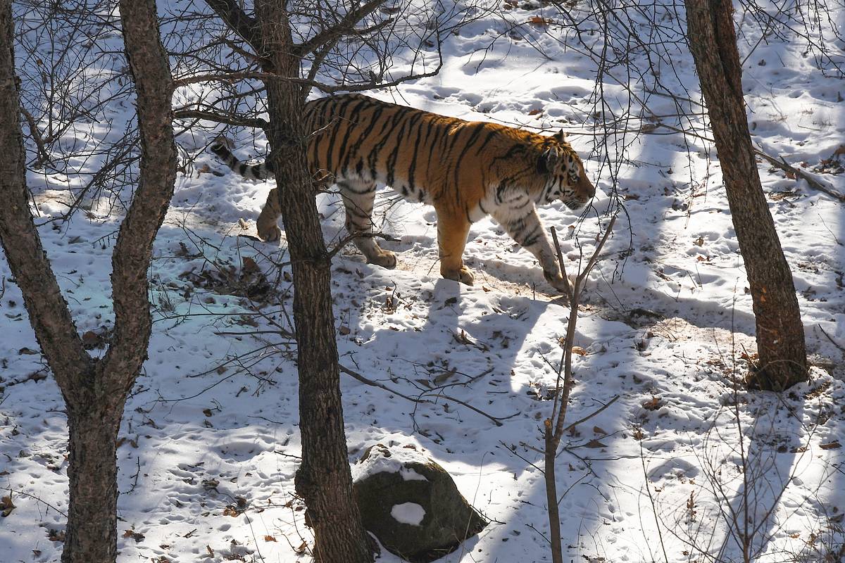 В российском регионе нашли выброшенную тушу редкого амурского тигра