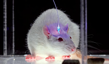 Учёные продлили жизнь мышей при помощи репрограммирования клеток