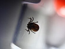 На Алтае 72 человека заболели сибирским клещевым тифом