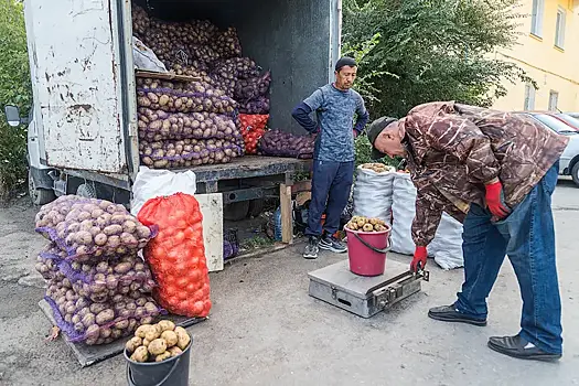 Советы по покупке и хранению картошки дал новосибирцам овощевод Овечкин