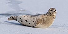 Волонтеры подсчитали выброшенных на берег Балтийского моря тюленей