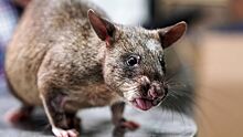 Гигантские гамбийские крысы заполонили остров в США