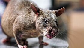 Гигантские гамбийские крысы заполонили остров в США