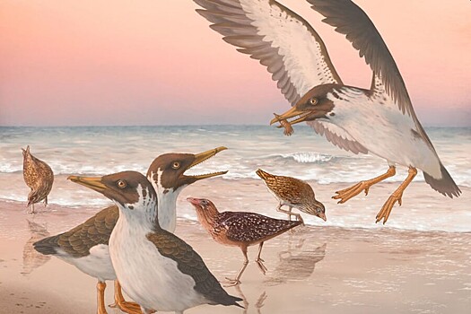 Палеонтологи обнаружили древнюю птицу с подвижным клювом