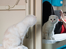 Что брать, если путешествуешь с питомцем в поезде