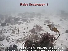 Ученые впервые сняли на видео редкого морского дракона