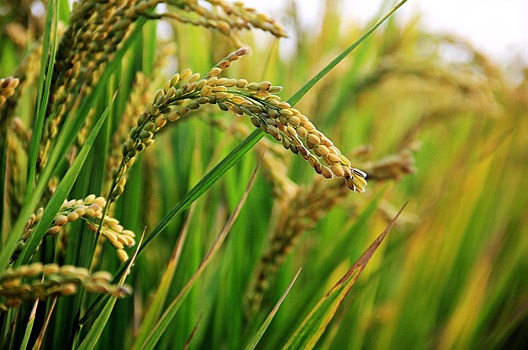 Рис на Кубани планируют убрать до 20 октября