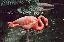 Почему фламинго розового цвета