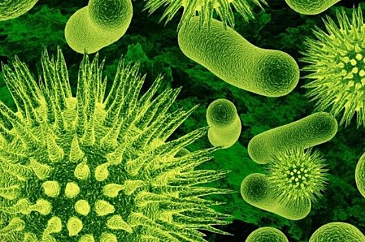Медики нашли бактерию, которая уничтожает инфекции