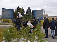 Рекомендации петербургских биологов помогут озеленить арктические города