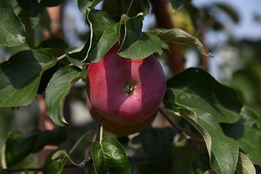 Изучаем правила и особенности сбора и хранения яблок и груш