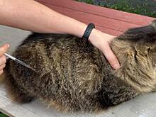 В Курске пройдет 39 выездных бесплатных вакцинаций животных от бешенства