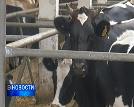 В Башкортостане представили новую государственную программу, которая увеличит молочные надои в разы