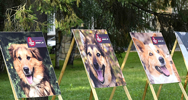 Выставка фотографий с животными отрылась в парке имени Толстого