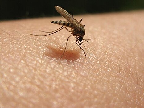Угрожают ли москвичам малярийные комары