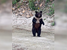 Жители Зейского района прикормили молодую медведицу