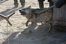 Бешеная волчица покусала трех человек в Ростовской области