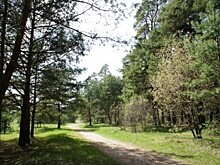 В Калужском бору хотят установить воинский мемориал