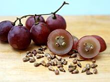 В России вывели полезный антиоксидант из косточки винограда