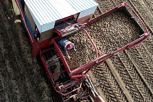 В Брянской и Тульской областях ждут рекордного урожая картофеля