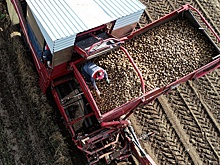 В Брянской и Тульской областях ждут рекордного урожая картофеля