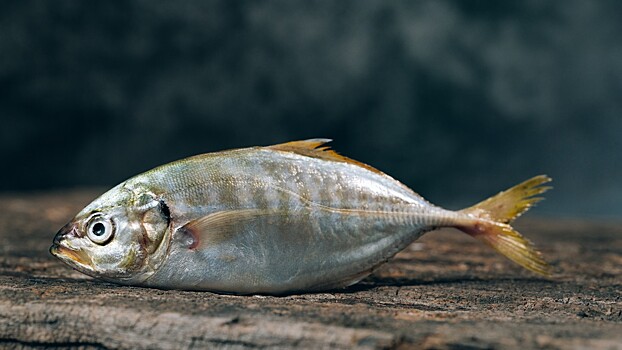 Российские ученые нашли рыбу в считавшемся безрыбным озере