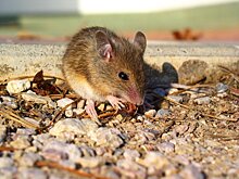 Изобретенное в Британии лекарство продлило жизнь мышей на четверть