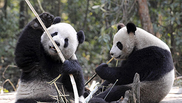 В Московский зоопарк привезут двух больших панд из Китая