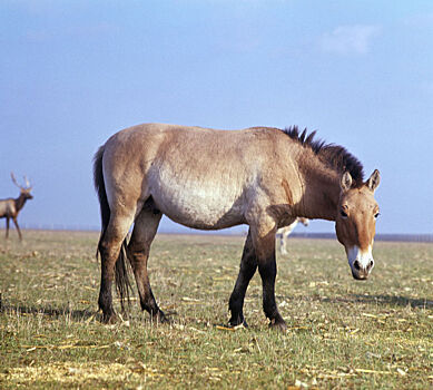 Лошадей Пржевальского привезли в Оренбург из Франции